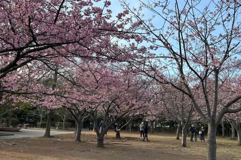 浦安の河津桜