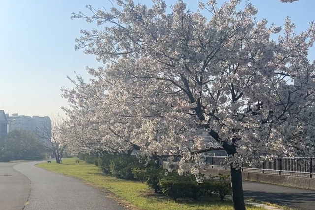 境川桜